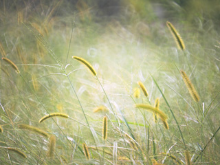 般若心経のメリット　秋の画像